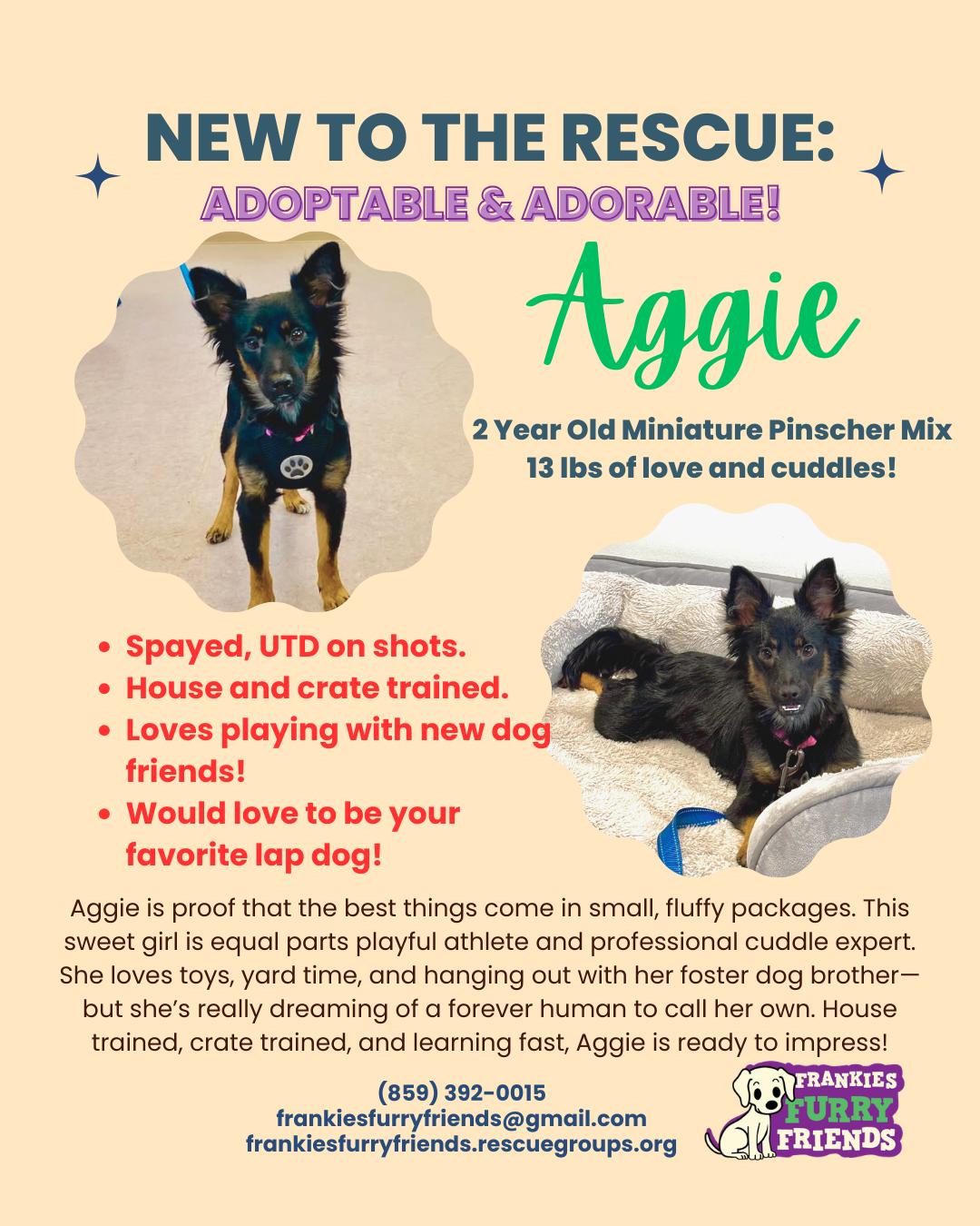 Aggie, a Adoptable Miniature Pinscher in Alexandria, KY image 2/3
