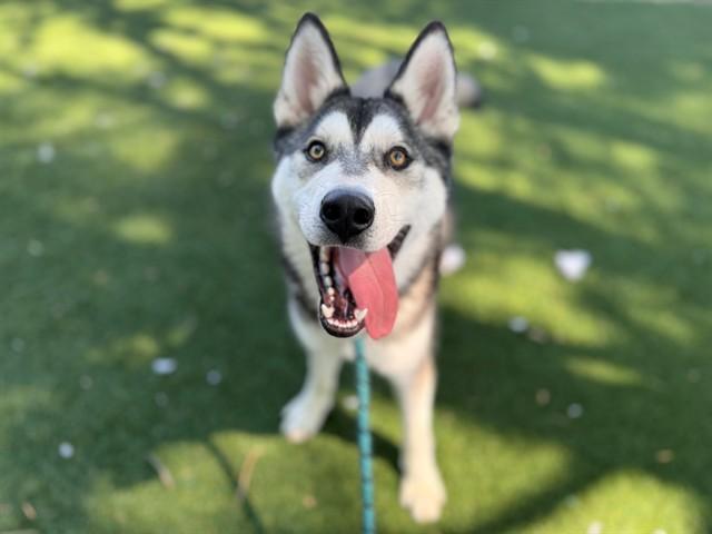 BENITO, Adoptable, Young Male Siberian Husky.