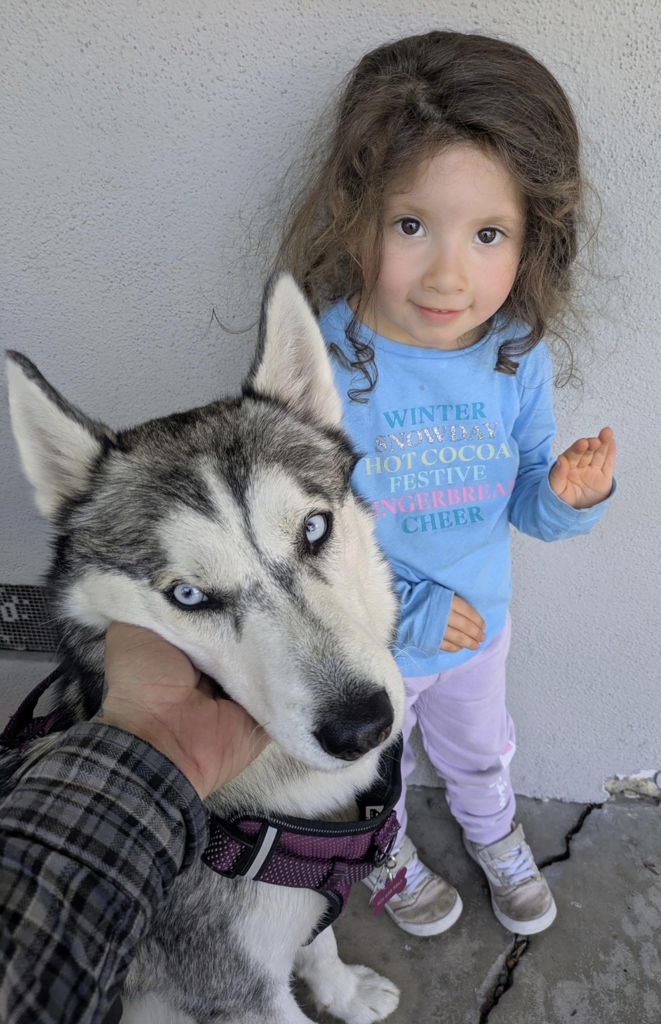 Ollie, a Adoptable Siberian Husky in Menifee, CA image 1/5