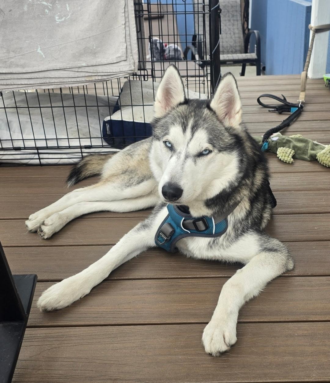 Ollie, a Adoptable Siberian Husky in Menifee, CA image 2/5