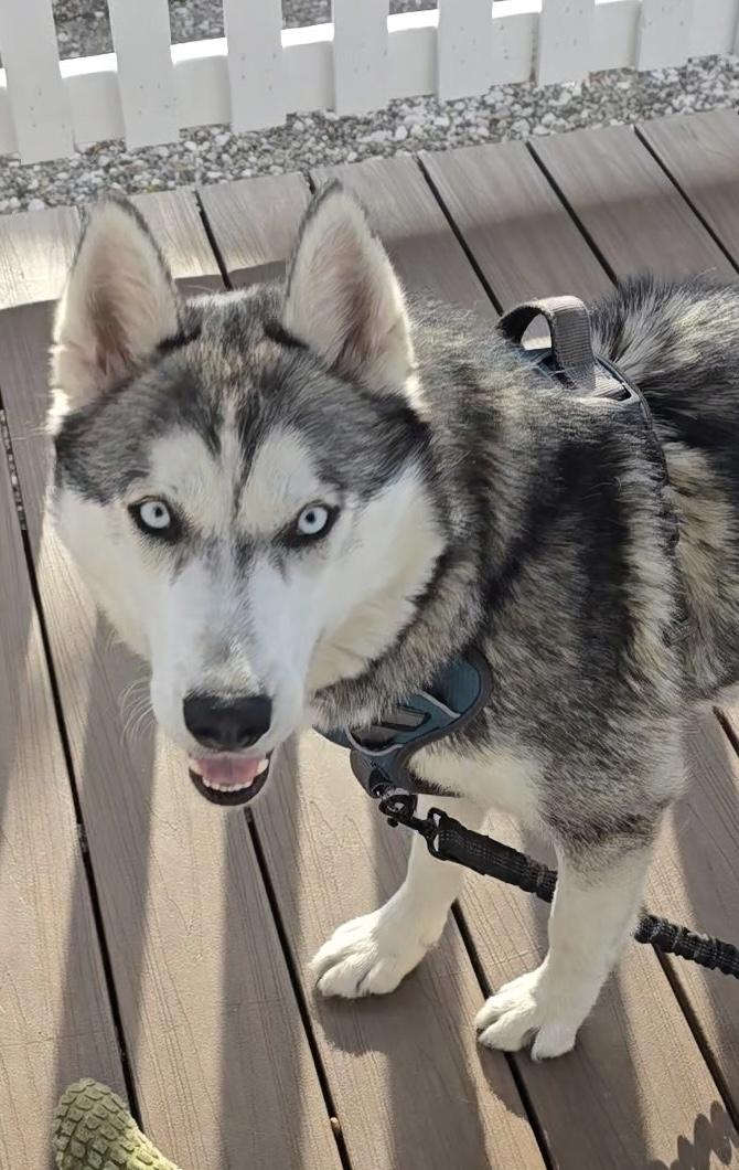 Ollie, a Adoptable Siberian Husky in Menifee, CA image 3/5