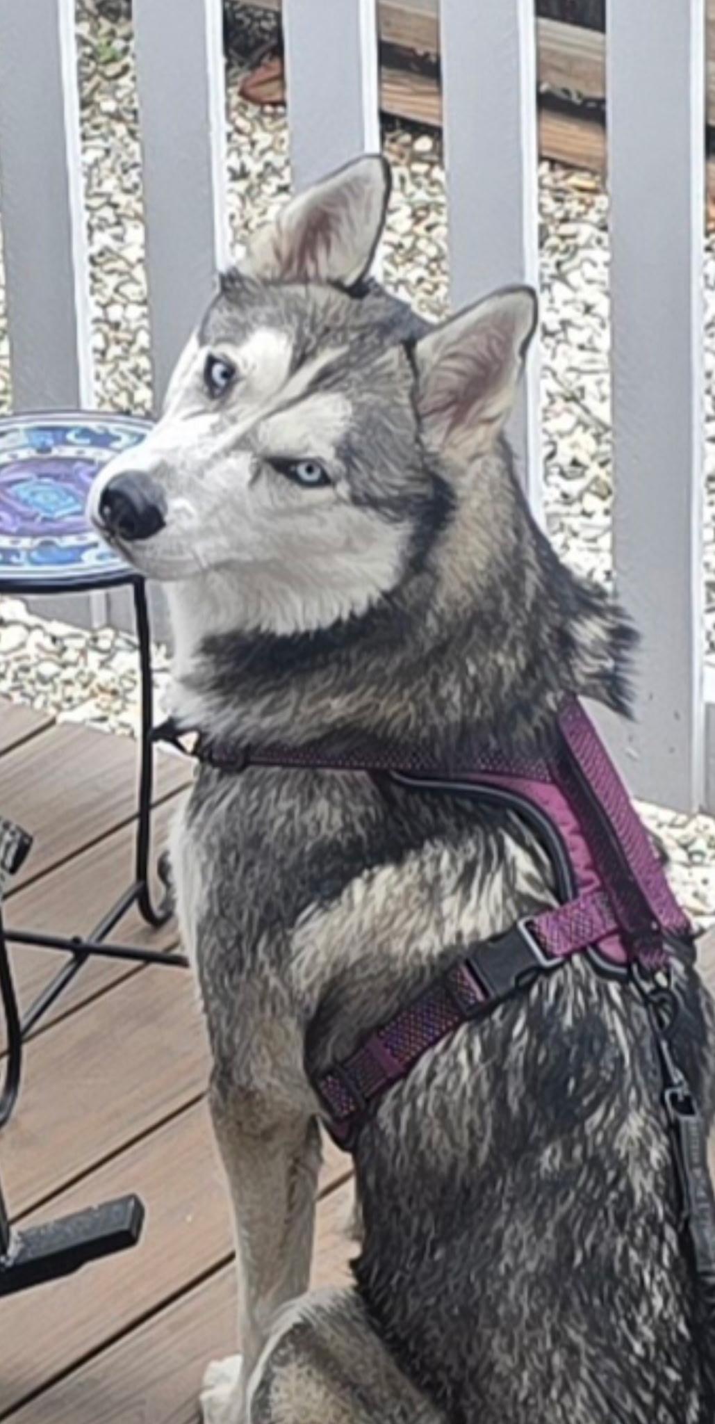 Ollie, a Adoptable Siberian Husky in Menifee, CA image 4/5