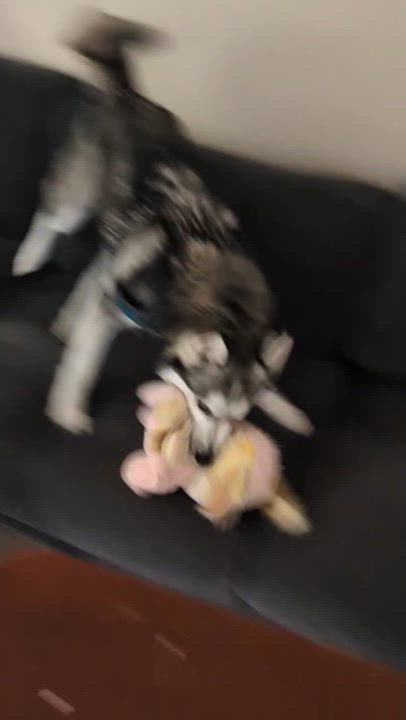 Enlarge Ollie, a Adoptable Siberian Husky in Menifee, CA video 5/5