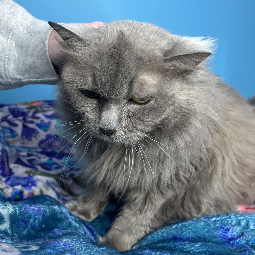 Flora, Adoptable, Adult Female Domestic Long Hair.