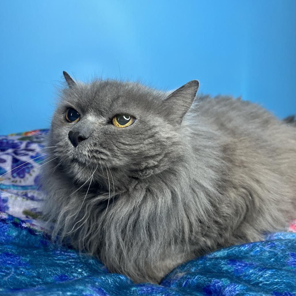 Enlarge Flora, a Adoptable Domestic Long Hair in San Antonio, TX image 2/6