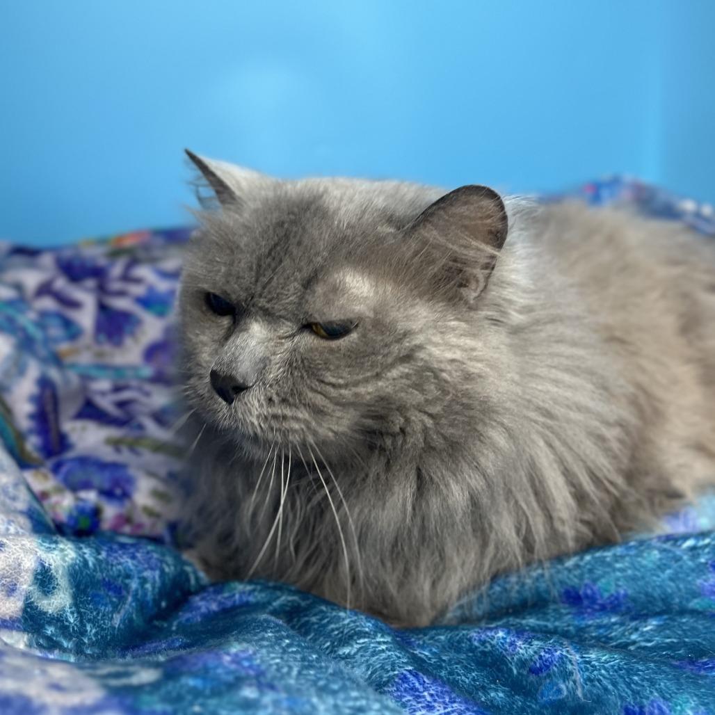 Enlarge Flora, a Adoptable Domestic Long Hair in San Antonio, TX image 3/6