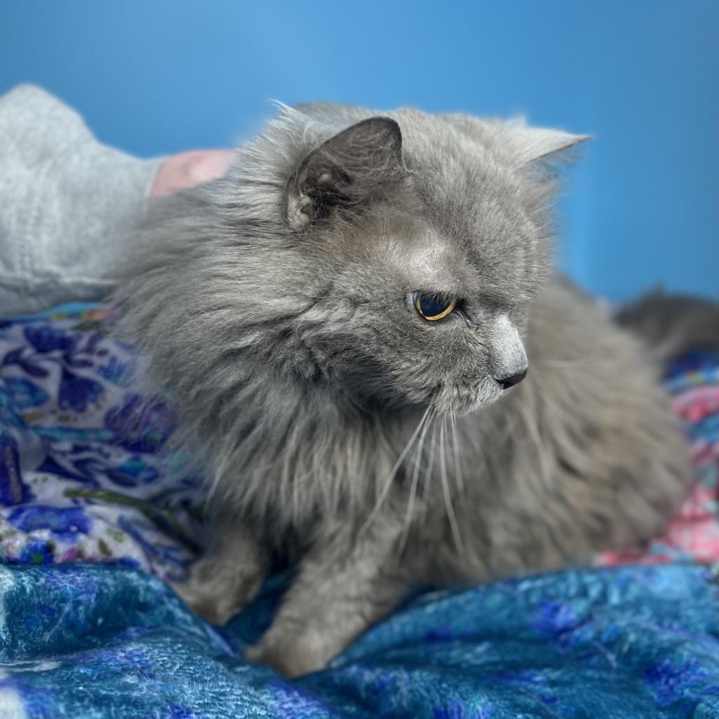 Enlarge Flora, a Adoptable Domestic Long Hair in San Antonio, TX image 4/6