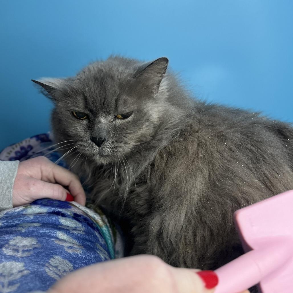 Enlarge Flora, a Adoptable Domestic Long Hair in San Antonio, TX image 5/6