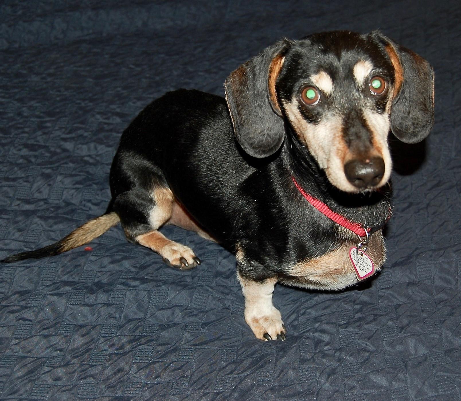 Enlarge Buster in TN, a ADOPTABLE Dachshund in Murfreesboro, TN image 2/5