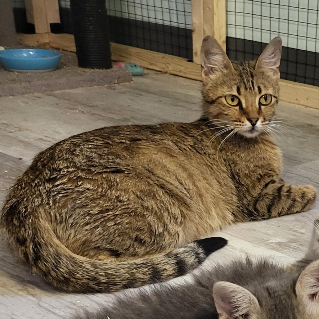 Scania, Adoptable, Adult Female Domestic Short Hair.