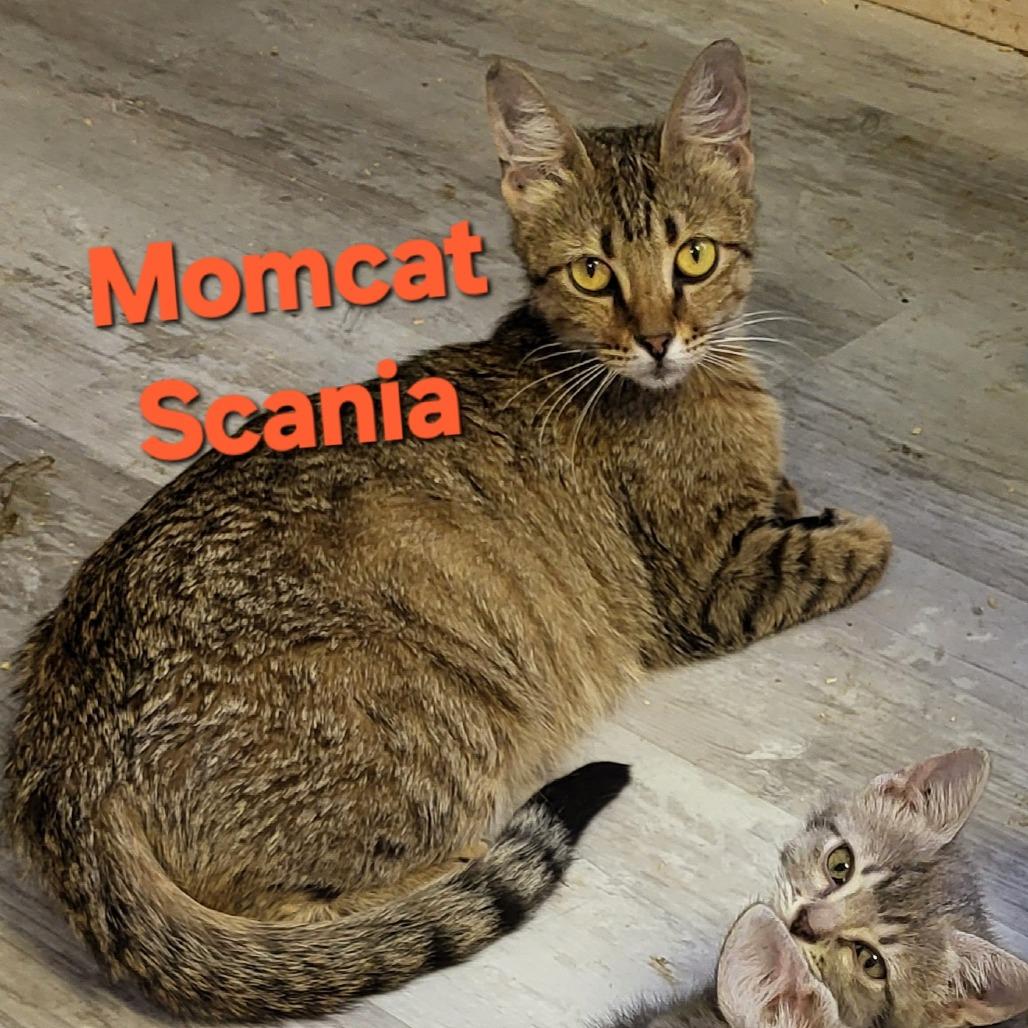 Enlarge Scania, a Adoptable Domestic Short Hair in Leander, TX image 2/3