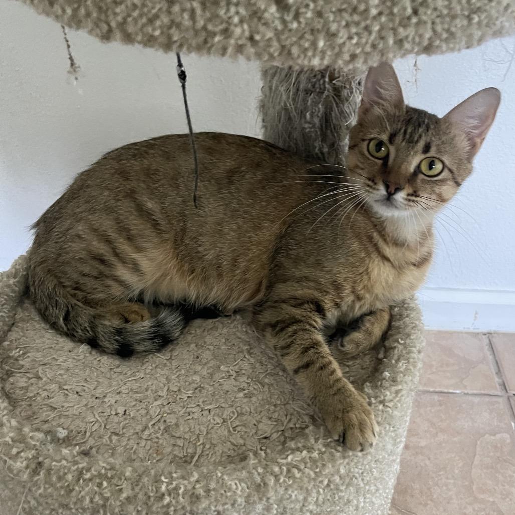 Enlarge Scania, a Adoptable Domestic Short Hair in Leander, TX image 3/3