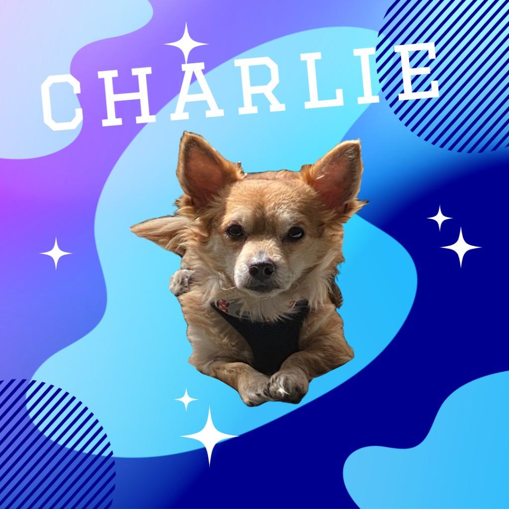 Charlie, Adopted, Adult Male Chihuahua & Terrier.