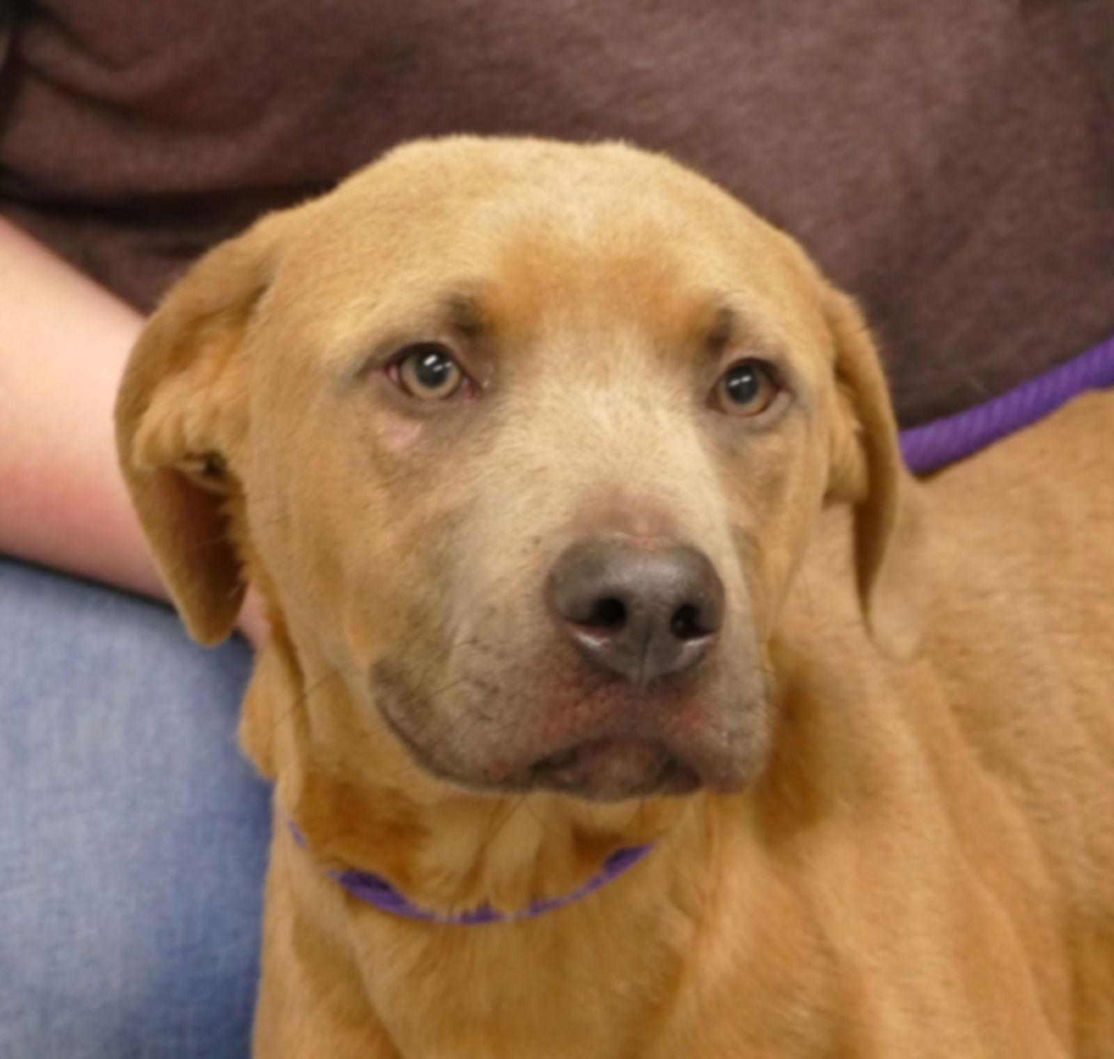 Spike (courtesy post), Adoptable, Young Male Retriever.