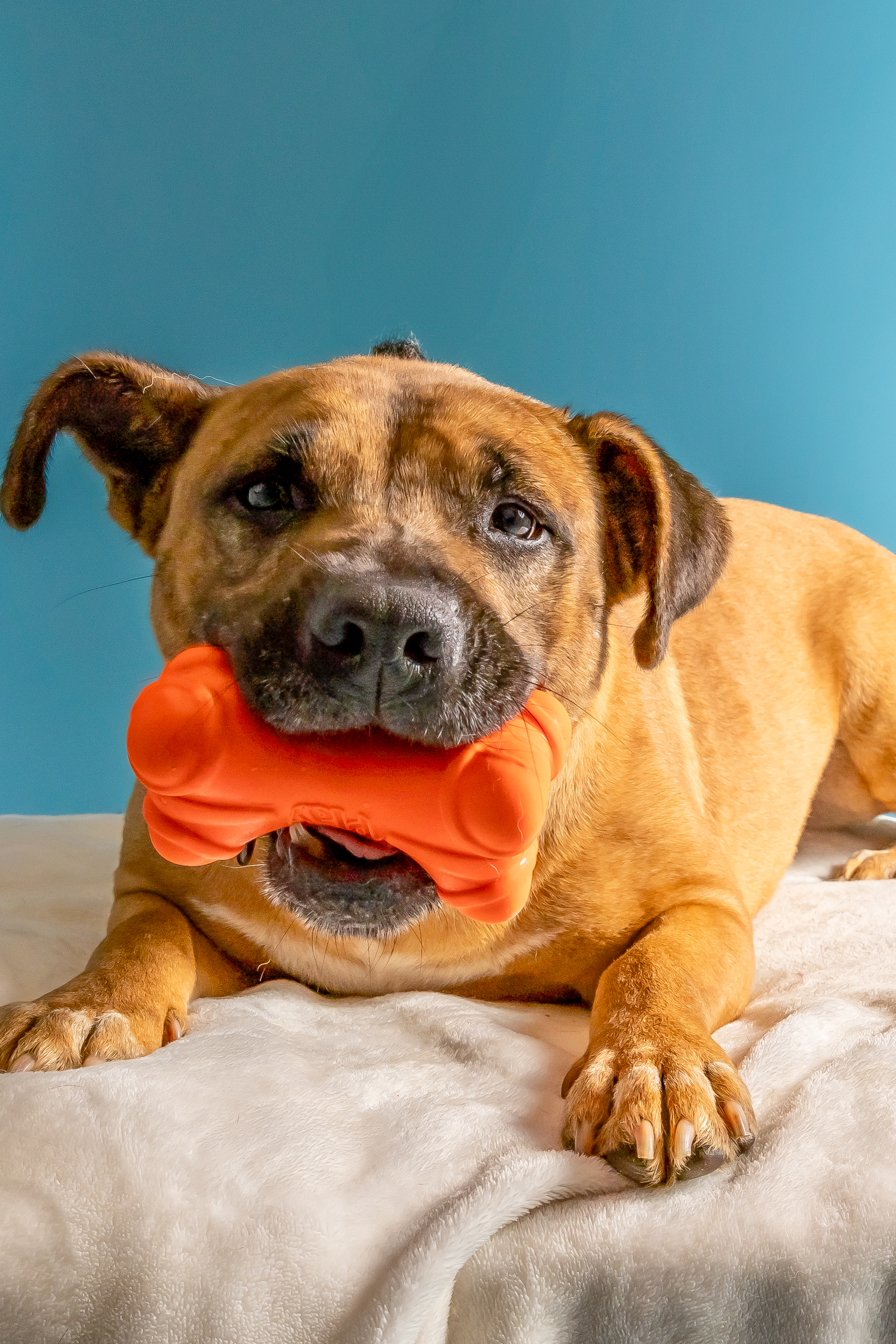 Willa, Adoptable, Adult Female Black Mouth Cur & Hound.