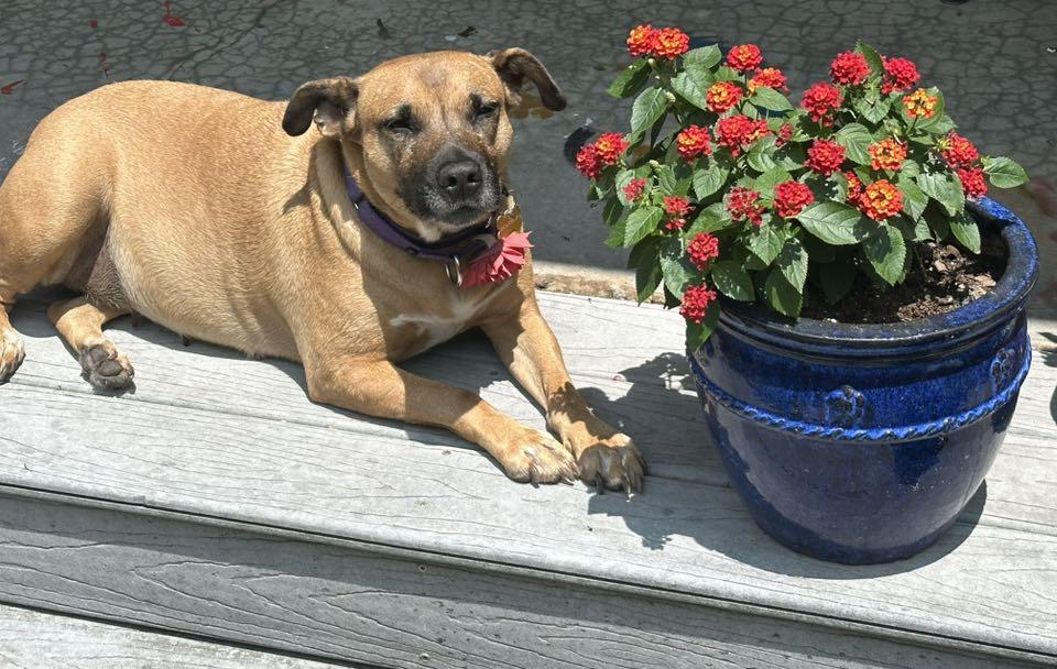 Enlarge Willa, a Adoptable mixed breed in Tyler, TX image 2/6