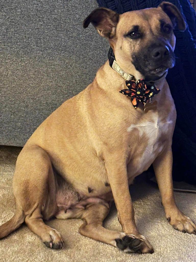 Enlarge Willa, a Adoptable mixed breed in Tyler, TX image 1/6