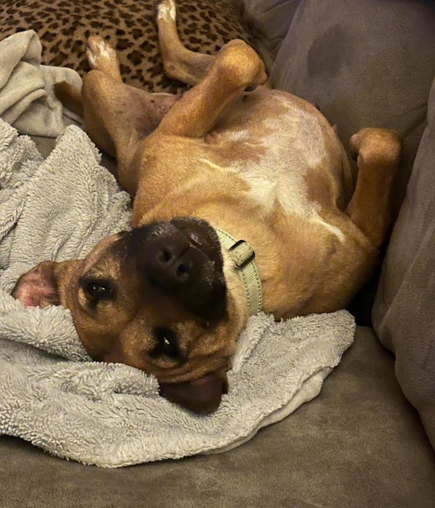 Enlarge Willa, a Adoptable mixed breed in Tyler, TX image 3/6