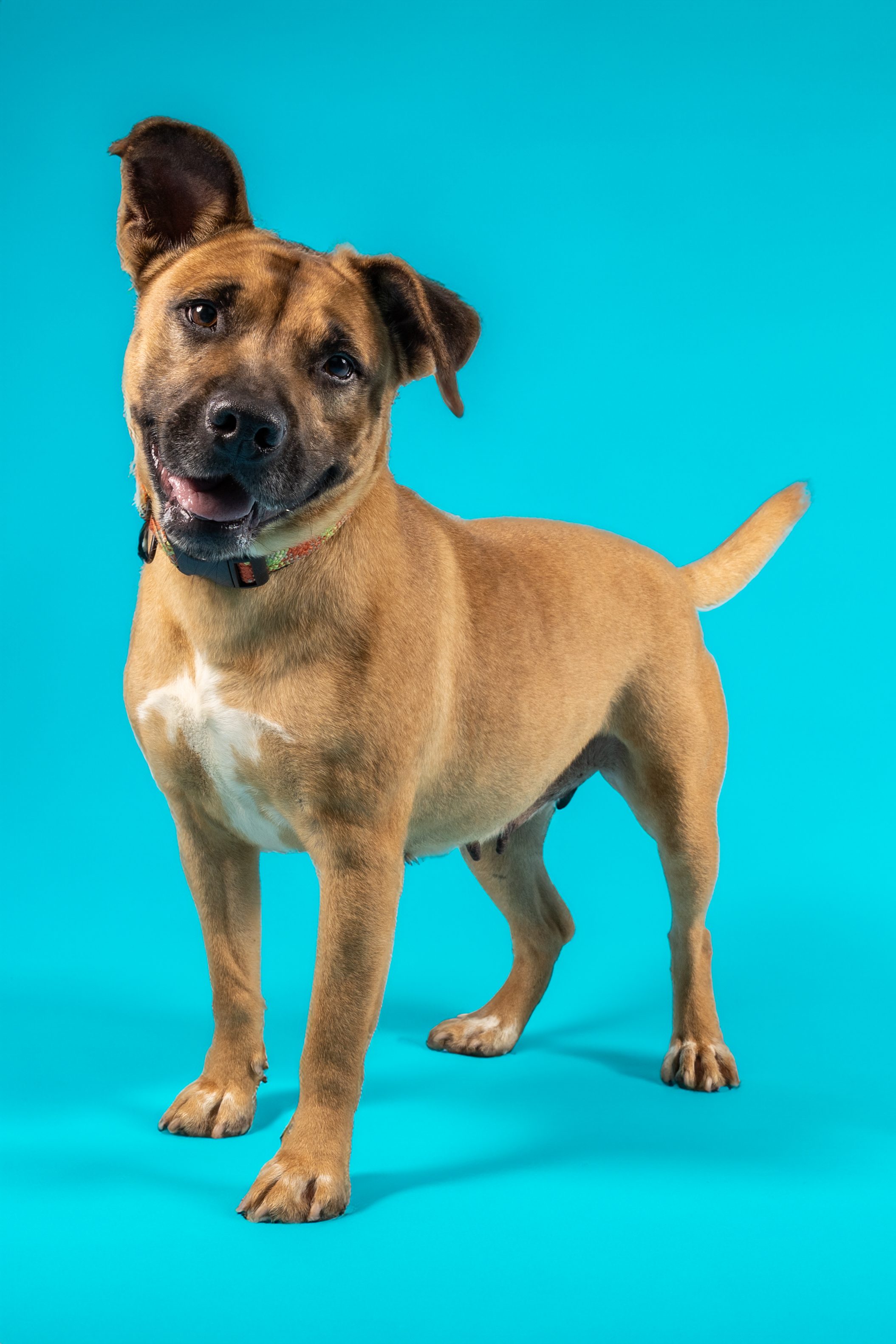 Enlarge Willa, a Adoptable mixed breed in Tyler, TX image 4/6