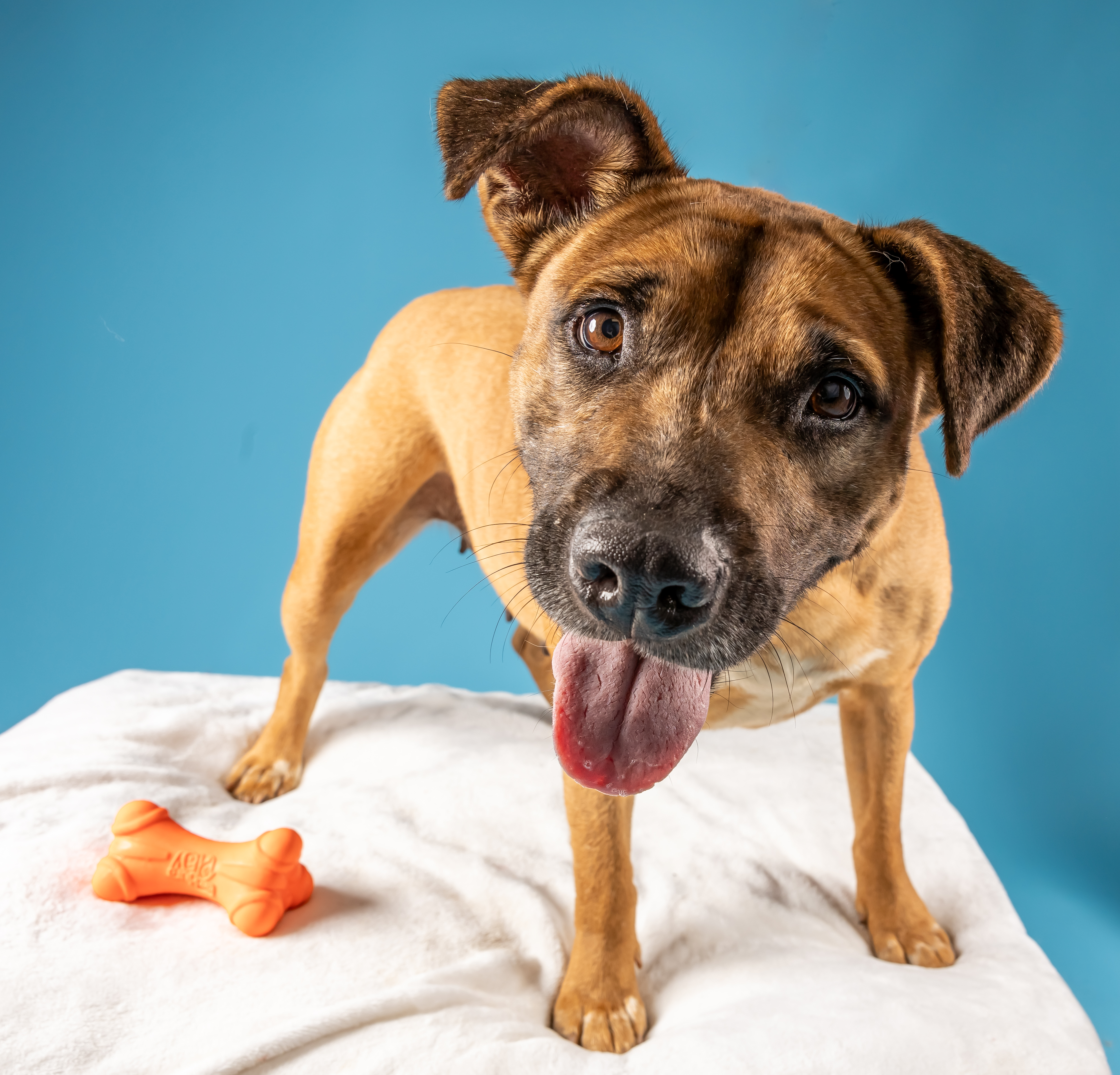 Enlarge Willa, a Adoptable mixed breed in Tyler, TX image 6/6