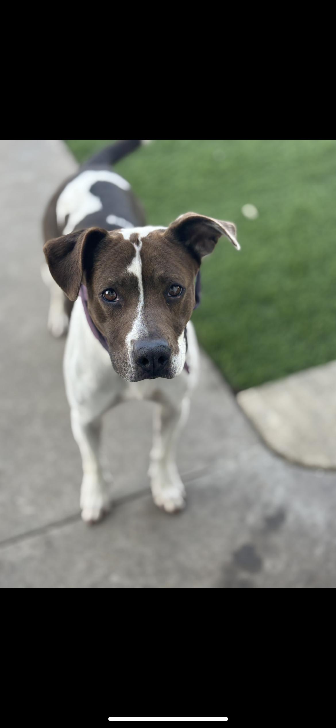 Enlarge Pancake, a Adoptable mixed breed in Hamden, CT image 4/6