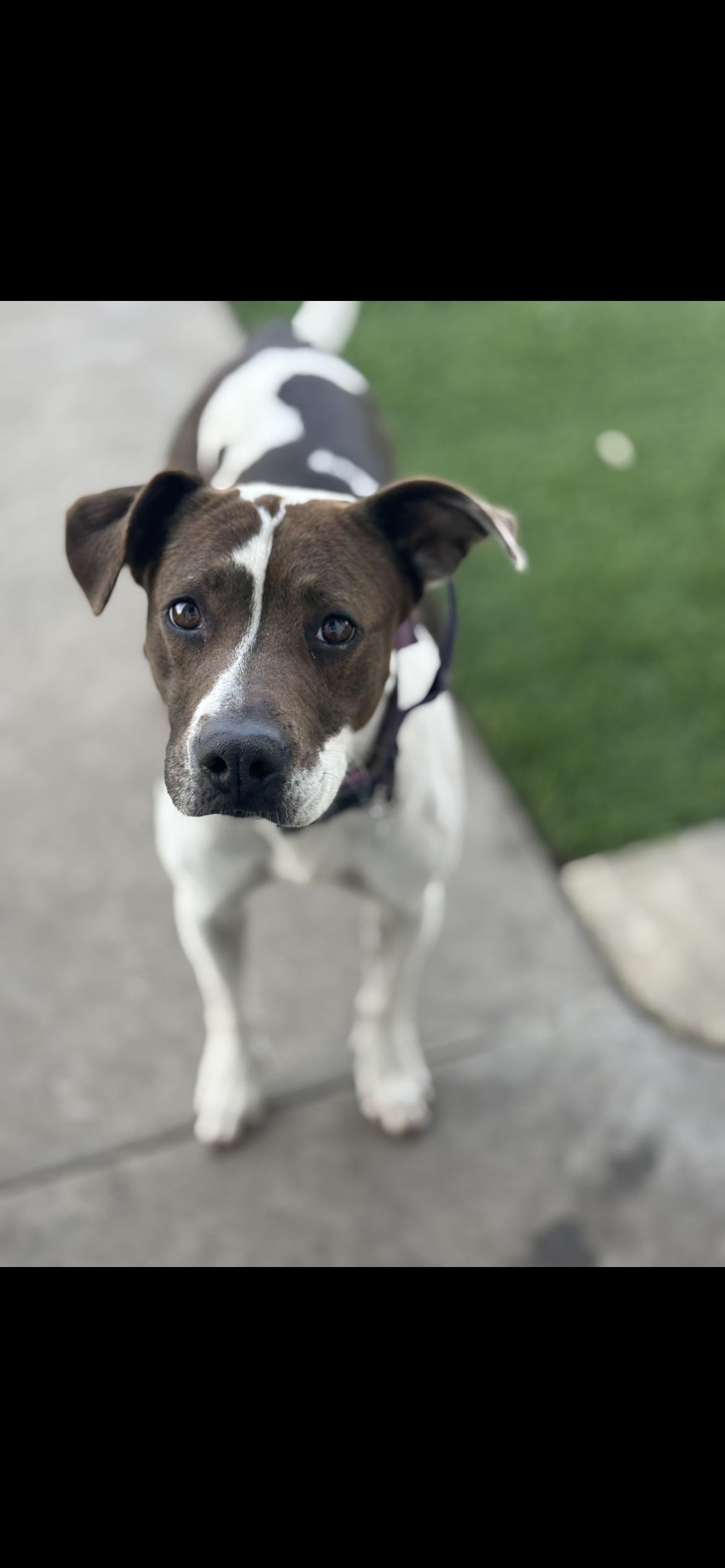Enlarge Pancake, a Adoptable mixed breed in Hamden, CT image 1/6