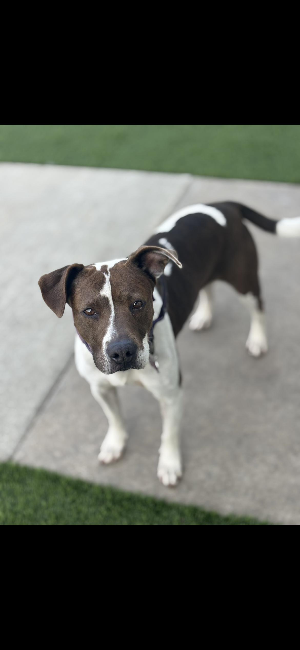 Enlarge Pancake, a Adoptable mixed breed in Hamden, CT image 5/6