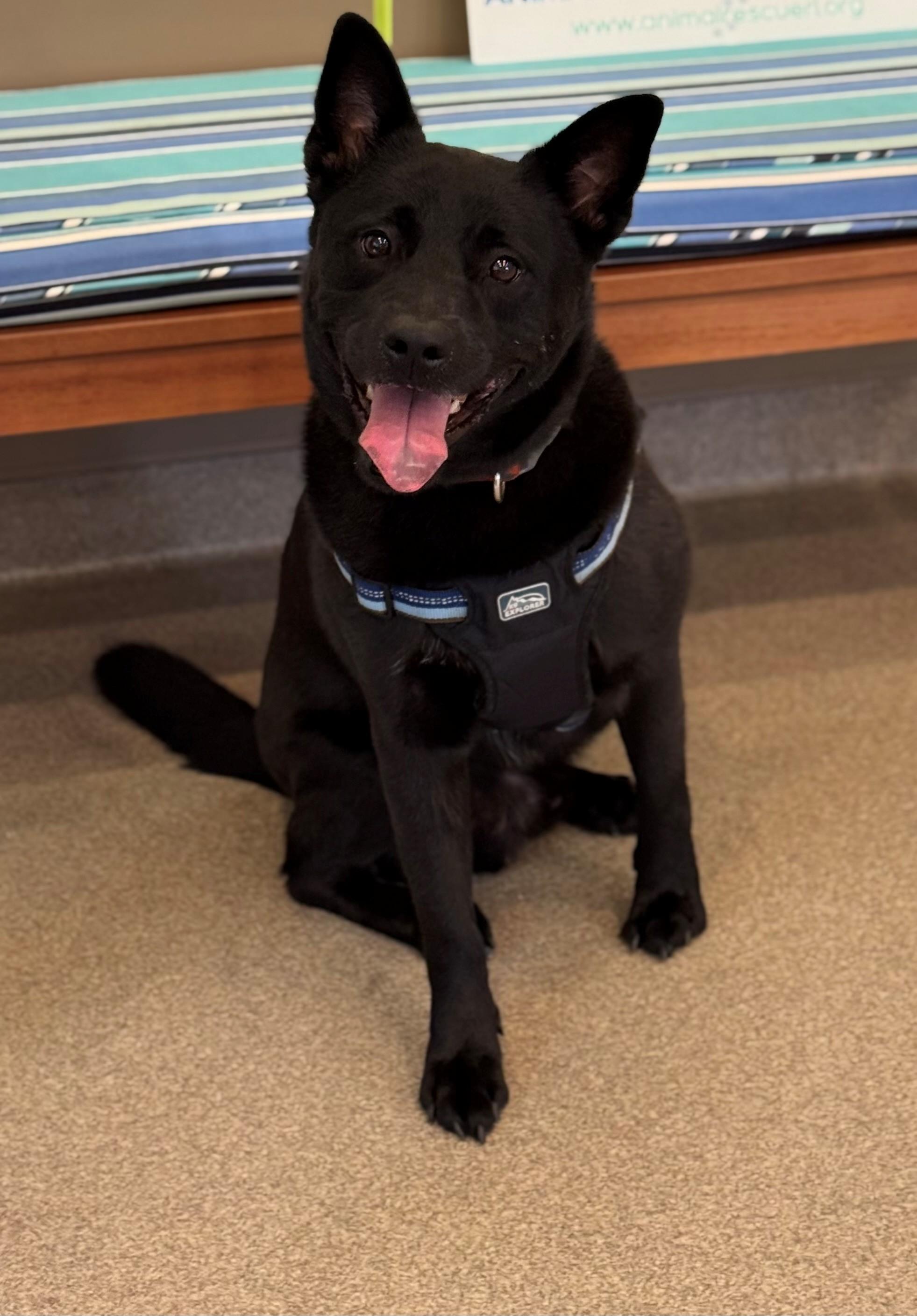 Lenny, Adoptable, Adult Male Black Labrador Retriever.
