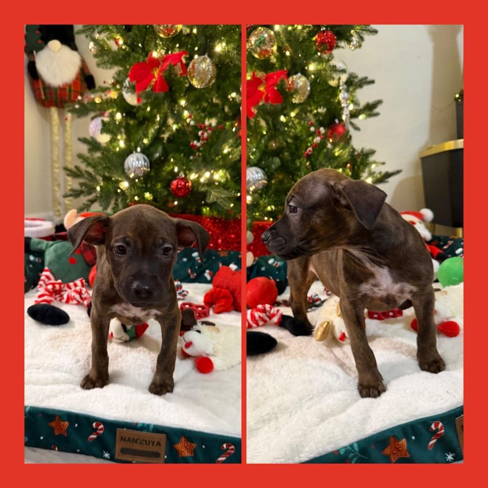 Tigger, Adoptable, Puppy Male American Staffordshire Terrier.