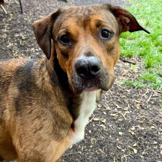 Enlarge Savannah, a Adoptable mixed breed in Dayton, OH image 1/6