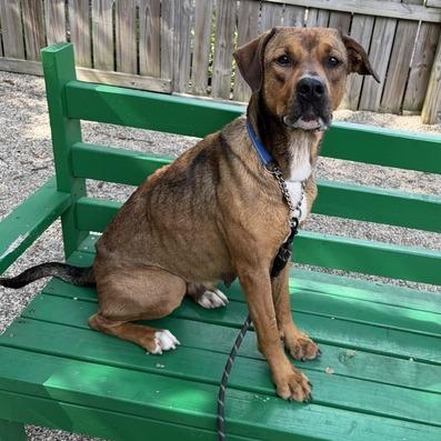 Savannah, a Adoptable mixed breed in Dayton, OH image 2/6