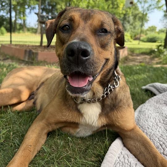 Savannah, a Adoptable mixed breed in Dayton, OH image 2/6