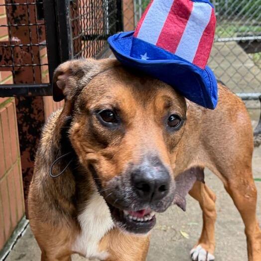 Enlarge Savannah, a Adoptable mixed breed in Dayton, OH image 2/6