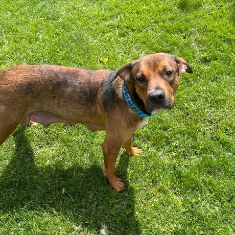 Enlarge Savannah, a Adoptable mixed breed in Dayton, OH image 3/6