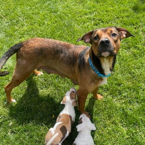 Enlarge Savannah, a Adoptable mixed breed in Dayton, OH image 4/6