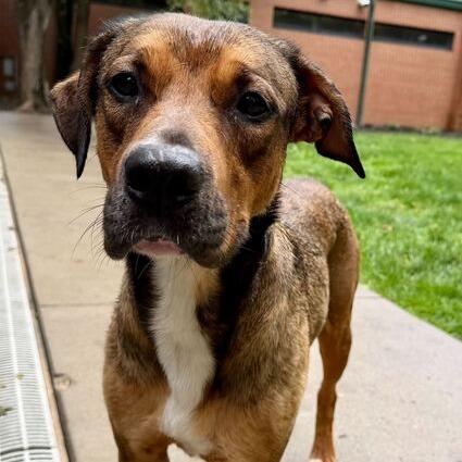 Enlarge Savannah, a Adoptable mixed breed in Dayton, OH image 5/6