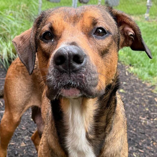 Enlarge Savannah, a Adoptable mixed breed in Dayton, OH image 6/6