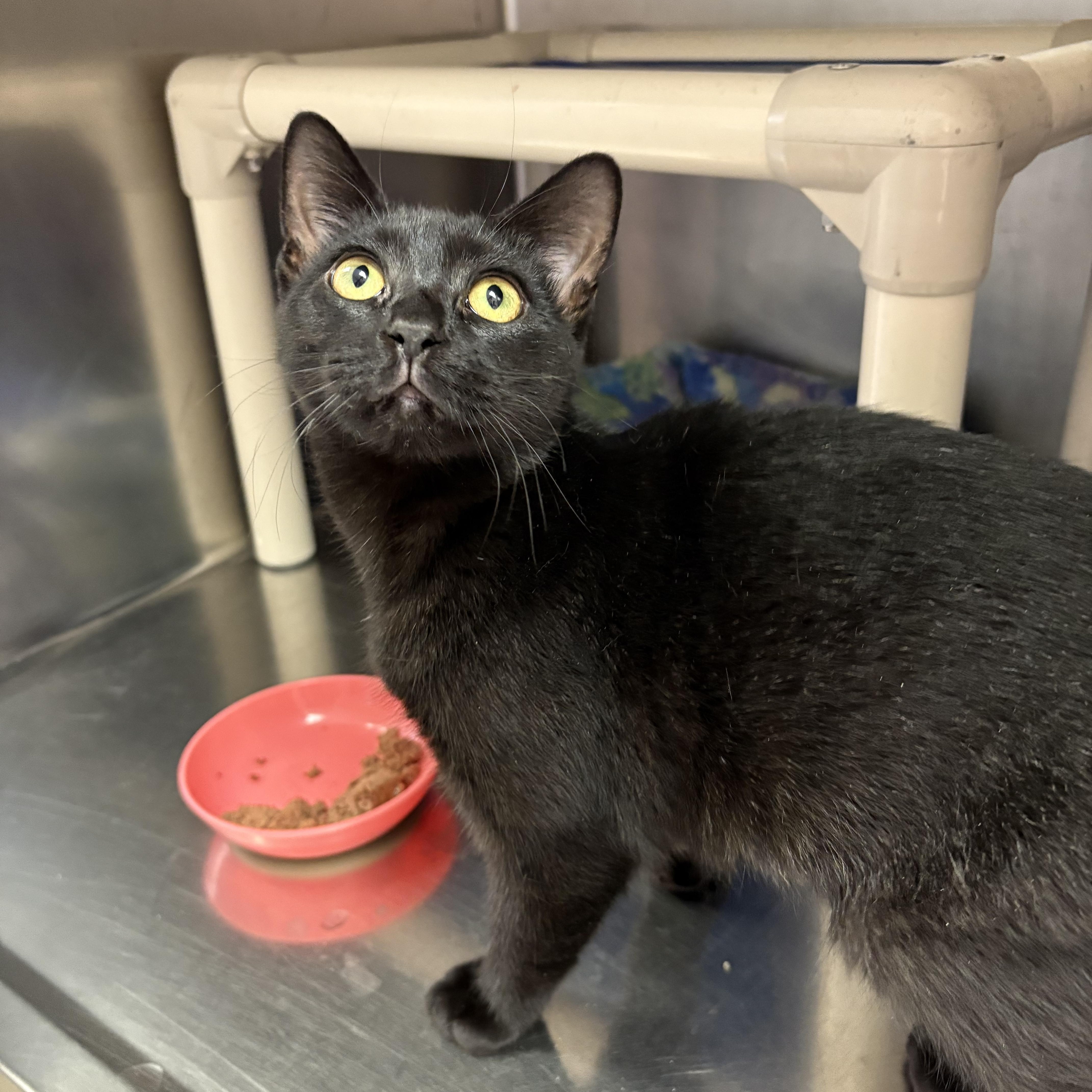 Enlarge Pepper, a Adoptable Domestic Short Hair in Wantagh, NY image 1/2