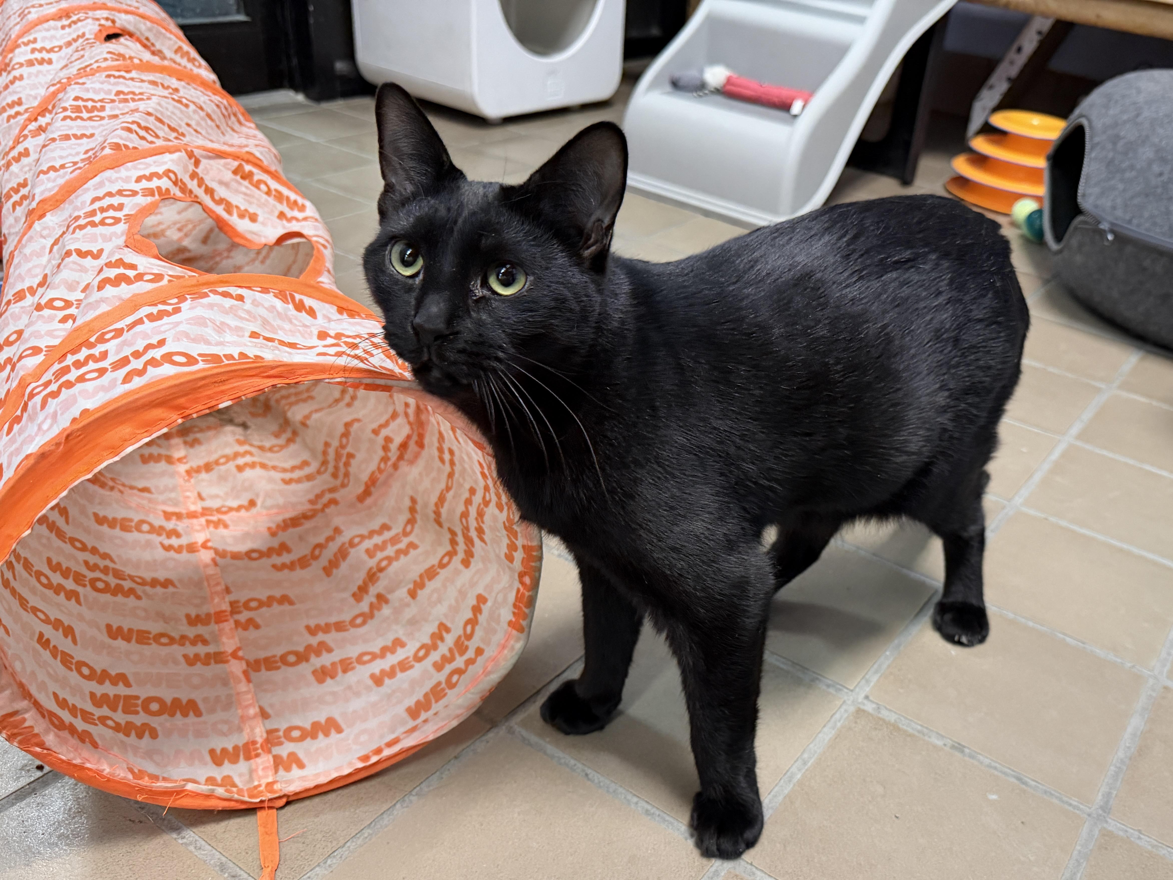 Pepper, Adoptable, Young Female Domestic Short Hair.