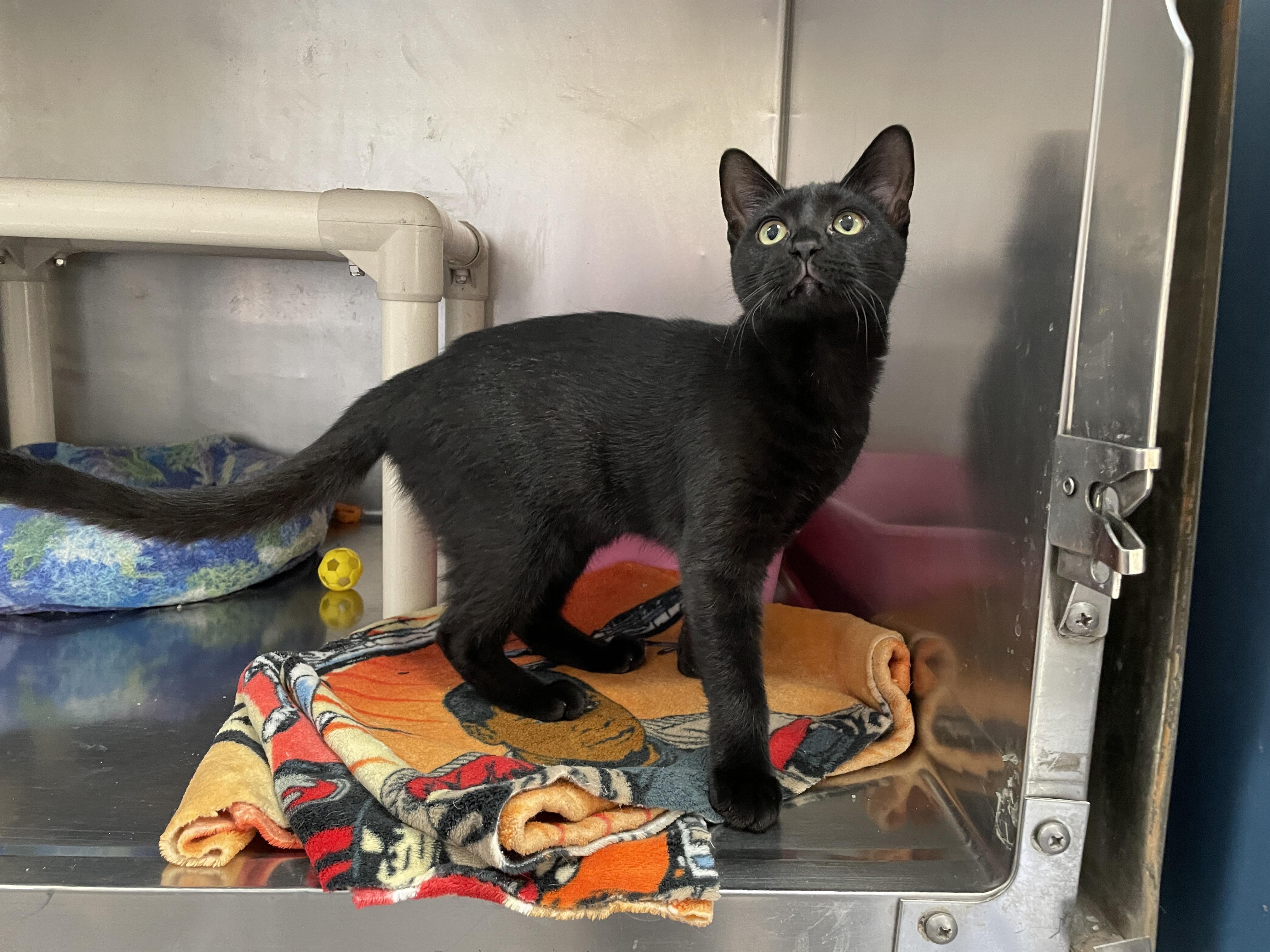 Enlarge Pepper, a Adoptable Domestic Short Hair in Wantagh, NY image 2/2