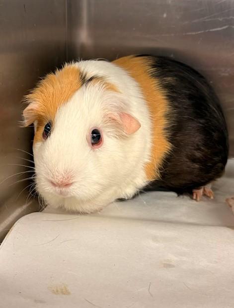 Hazel & Luna (54155/54156), Adoptable, Adult Female Guinea Pig.