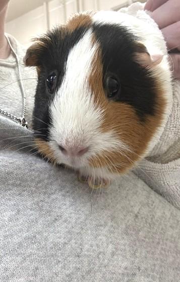 Enlarge Hazel & Luna (54155/54156), a Adoptable Guinea Pig in Columbia, MD image 2/2