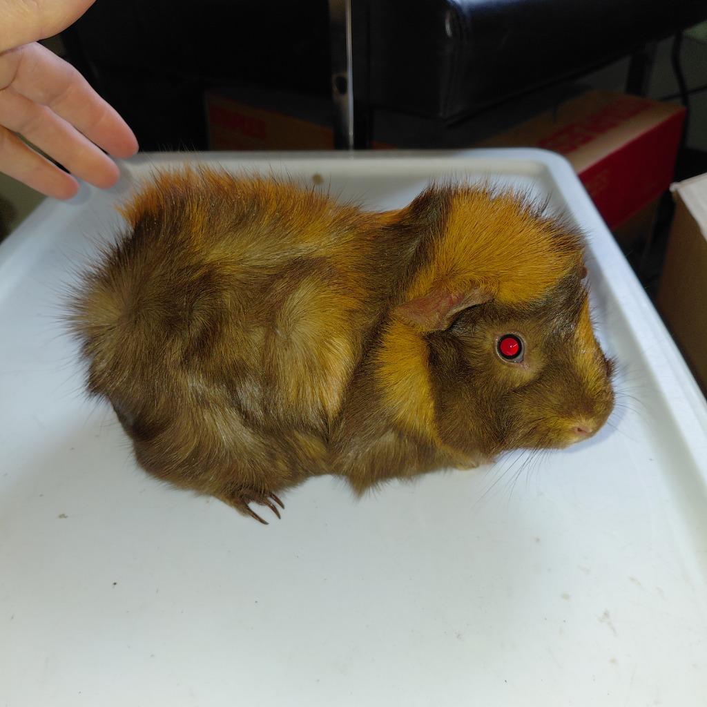 Enlarge Maple, a Adoptable Guinea Pig in Cincinnati, OH image 1/1