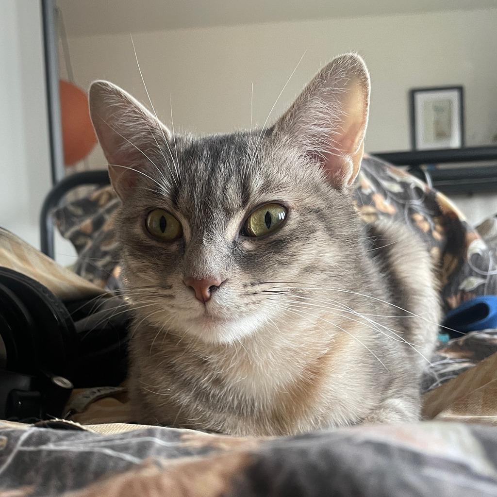 Enlarge Seven, a Adopted mixed breed in Brooklyn, NY image 1/1