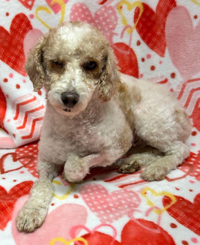 AGGIE (ohiosdrescue@gmail.com) ONLY 7LBS!, an adopted Poodle in Rossford, OH image 2/2