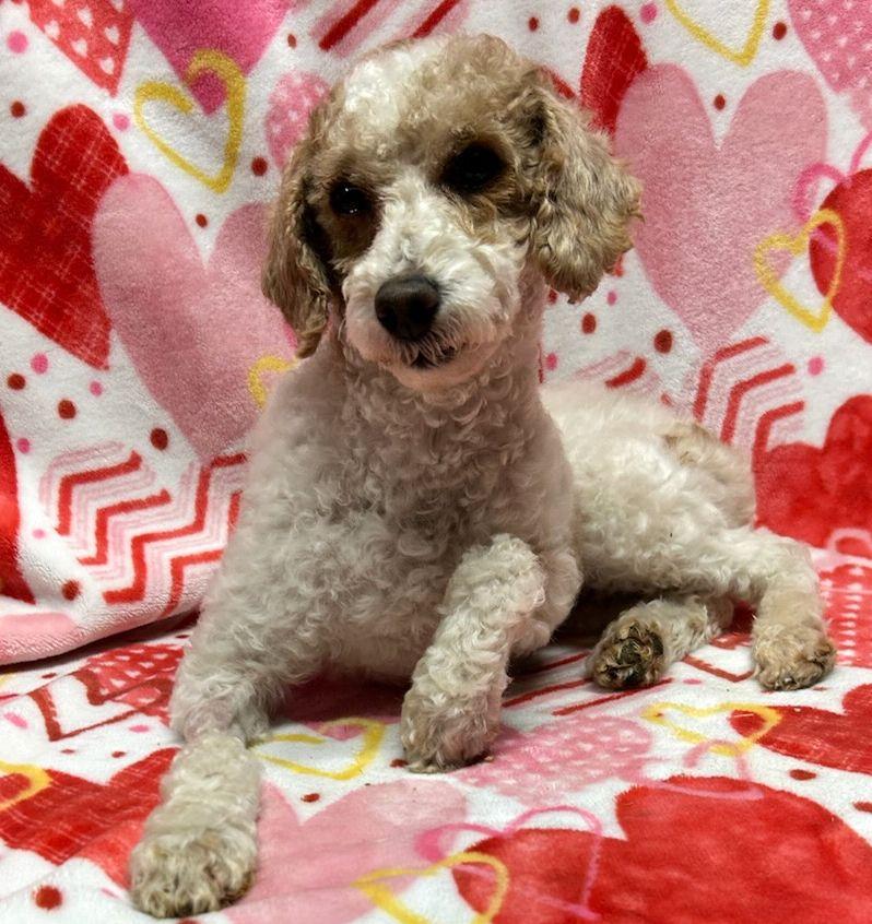 AGGIE (ohiosdrescue@gmail.com) ONLY 7LBS!, adopted, Adult Female Poodle.
