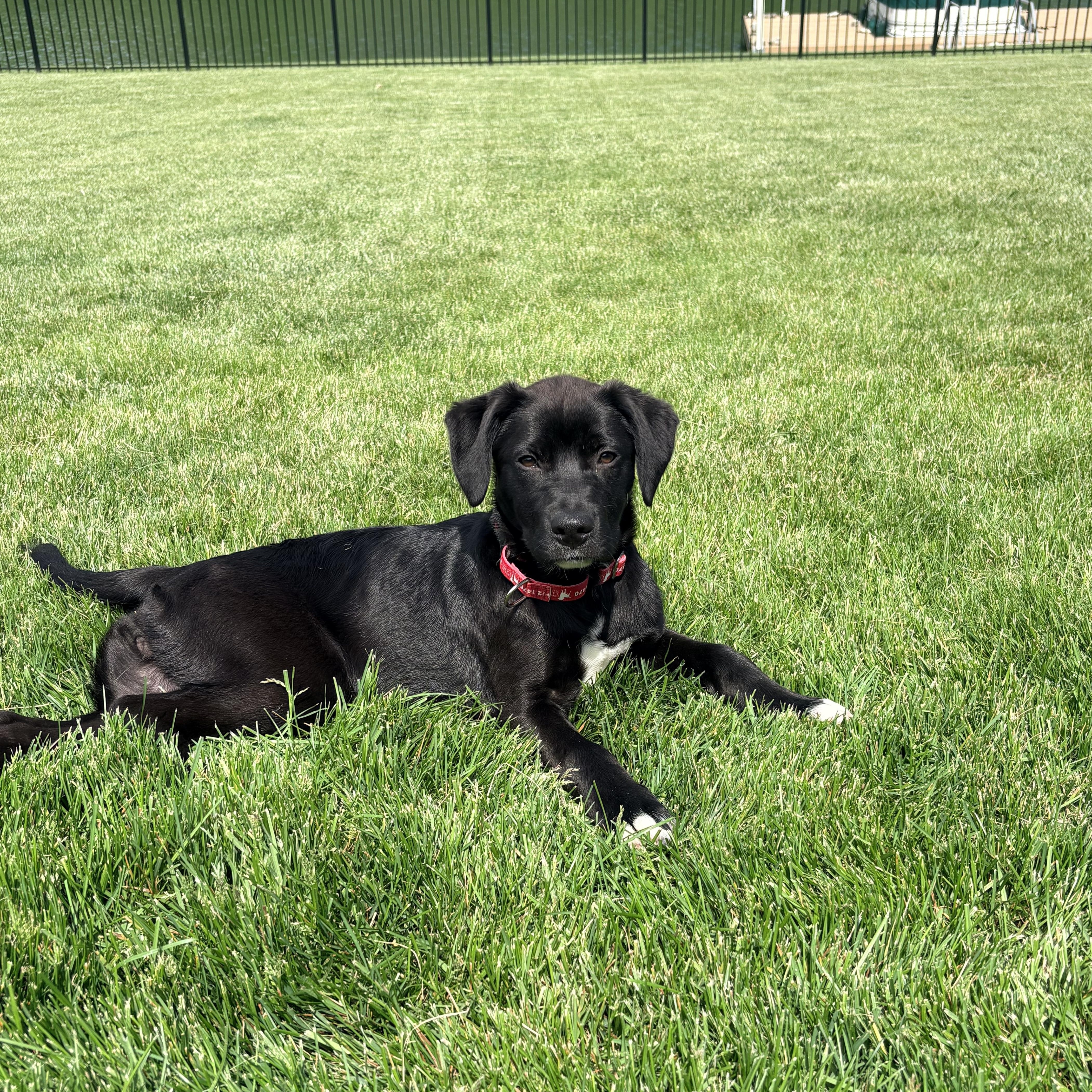 Enlarge Carly, a Adoptable Labrador Retriever in Indianapolis, IN image 4/5