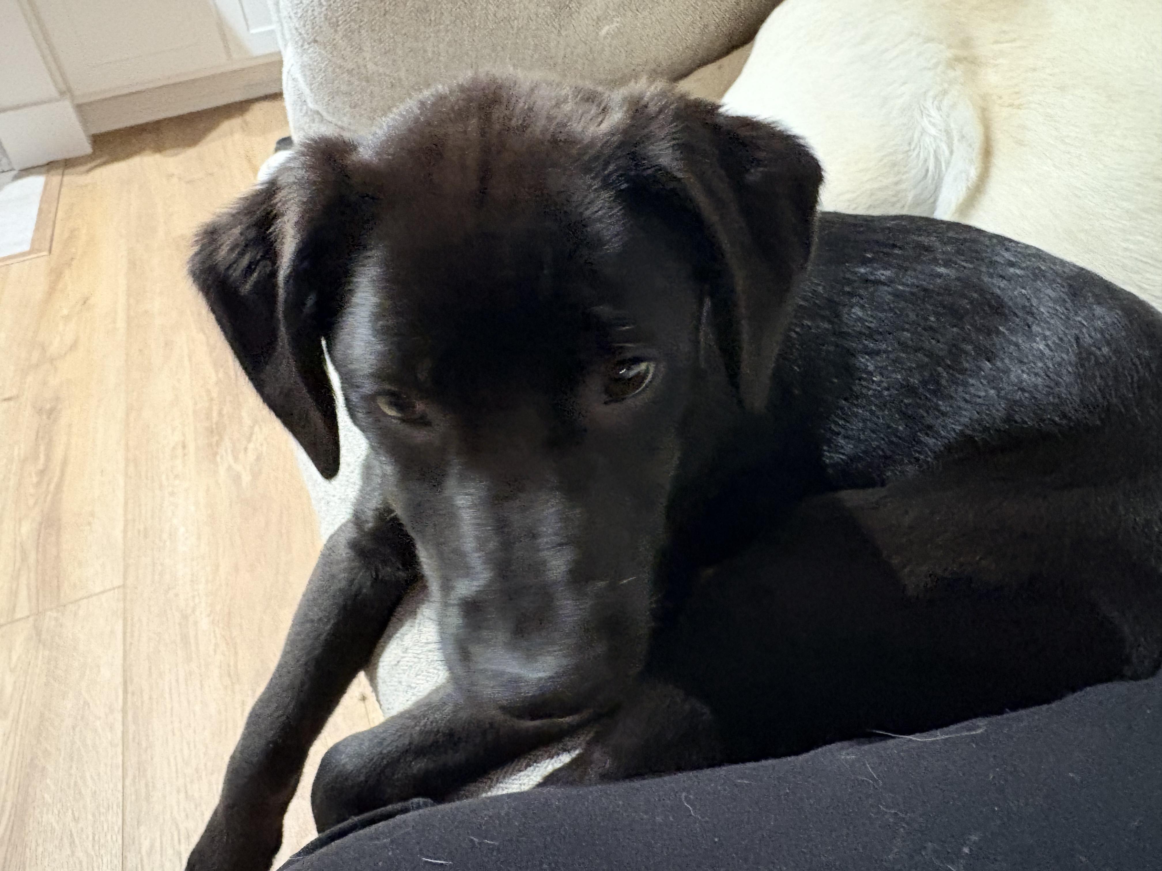 Enlarge Carly, a Adoptable Labrador Retriever in Indianapolis, IN image 2/5