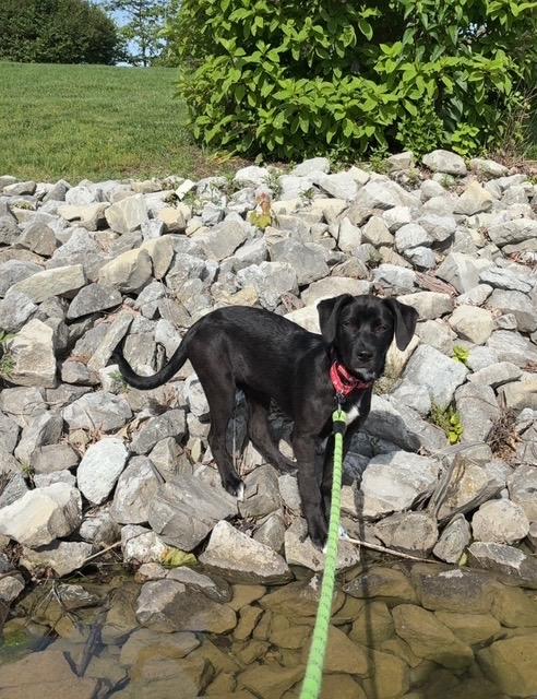 Carly, an adoptable Labrador Retriever in Indianapolis, IN image 1/6