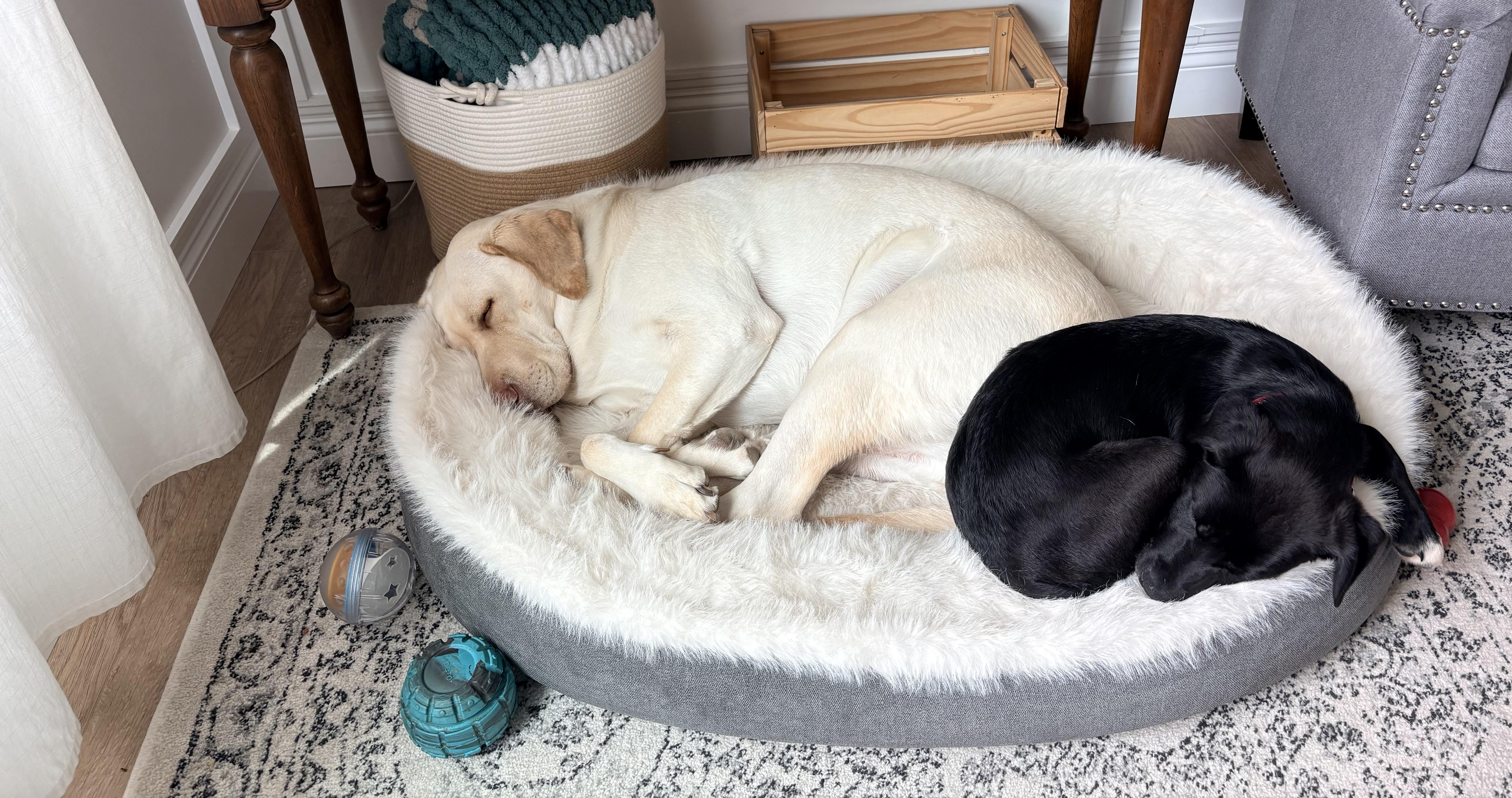 Enlarge Carly, a Adoptable Labrador Retriever in Indianapolis, IN image 5/5